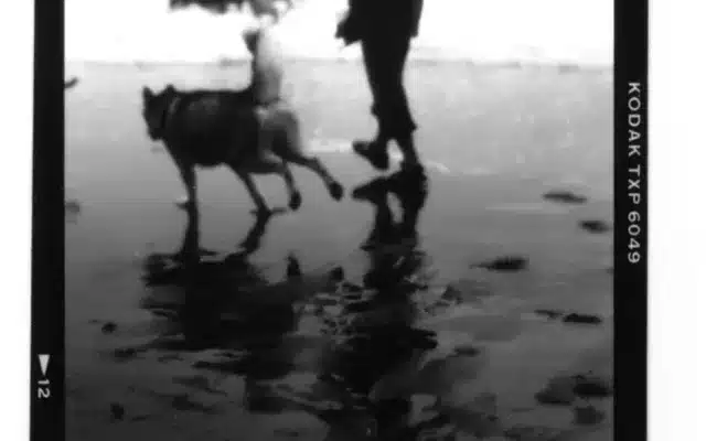 Dog and Trainer walking on the beach
